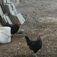 مرغ