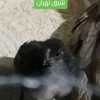 قوغاز آفریقایی ،اردک مرغابی کله سبز،جوجه گردن لخت|حیوانات مزرعه|تهران, مجیدیه|دیوار