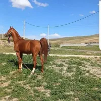 فروش نریون ۷سال