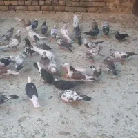 کفتر پرشی