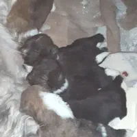واگذاری تو له سگ پاکوتاه