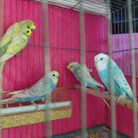مرغ عشق پروانه ای و اسپانگل ۲ جفت