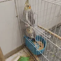 دو عدد عروس هلندی نر سرحال