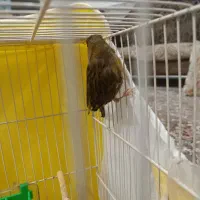 قناری|پرنده|مشهد, شهرک بهارستان|دیوار