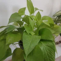 گل آپارتمانی