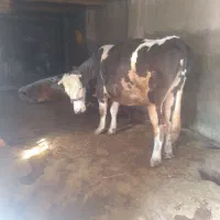 گاو سیمیتال