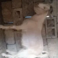 فروش چپش دورگ