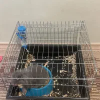 قفس خرگوش