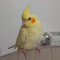 گمشده