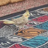 عروس هلندی گلباقالی معاوضه با قناری یا مرغ خروس
