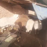 بره|حیوانات مزرعه|یزد, |دیوار