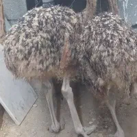 جوجه شتر مرغ دو ماهه تعداد شش عدد