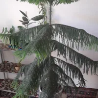 گل ..|گل و گیاه طبیعی|شاهرود, |دیوار