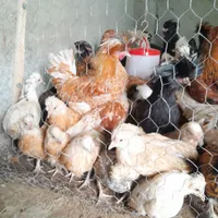 مرغ و خروس لهستان و سلطان