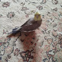 یک عروس هندی نر