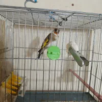 سهره