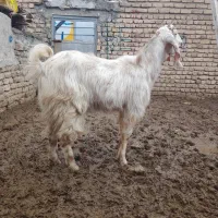 دوراس بز نر