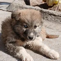 توله سگ پاکوتاه نره