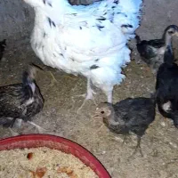 جوجه مرغ گلین