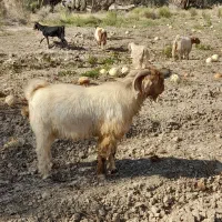چپش نری