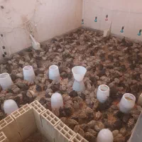 بلدرچین ۲۷روزه دم تخم