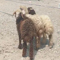 ۳راس بره