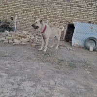 سگ سرابی