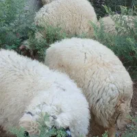 بره‌نر