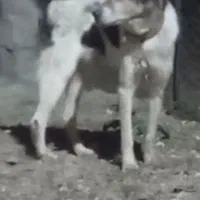 سگه گله