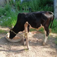 گاو نر ورزا چالوسی