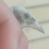 جوجه سهره