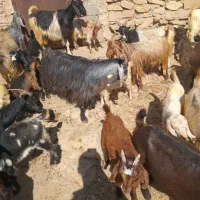 فروش بز وکهره