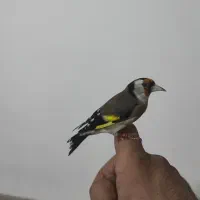 جوجه سهره سرلاکی