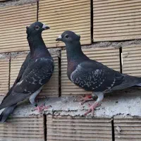 نروماده زره ای کاکلی
