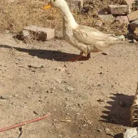 اردک