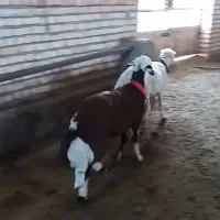 بره قوچ بروجردی