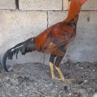 خروس لاری
