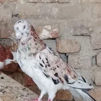 سرور نر