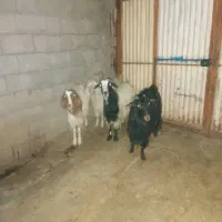 ۴عدد بز داشتی
