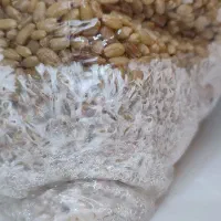 بذر قارچ اسپان