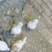 کفتر
