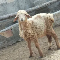 گوساله