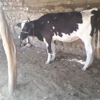 گاو و گوساله نر