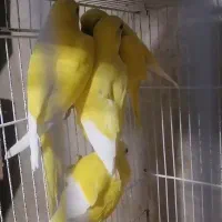 راهب لوتینو زرد