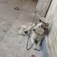 سگ هاسکی