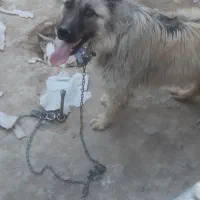 سگ سرابی|سگ|بستان آباد, |دیوار