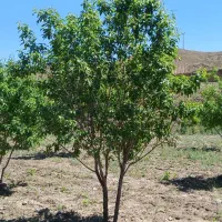 باغ و زمین کشاورزی