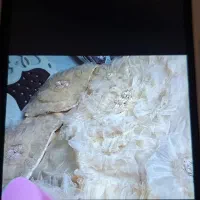 روتختی ۲ نفره کرم رنگ