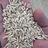 فروش انواع بذر یونجه گندم جو ارزن و خاکشیر