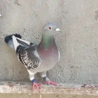 مسافتی شناسنامه دار